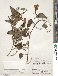 Ipomoea batatoides image