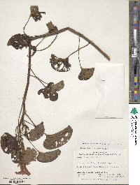 Image of Ipomoea asarifolia