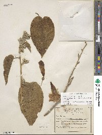 Ipomoea arborescens image