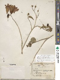 Ipomoea arborescens image