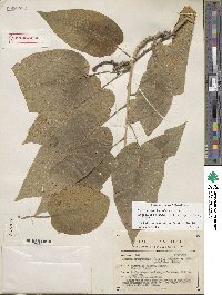 Ipomoea arborescens image