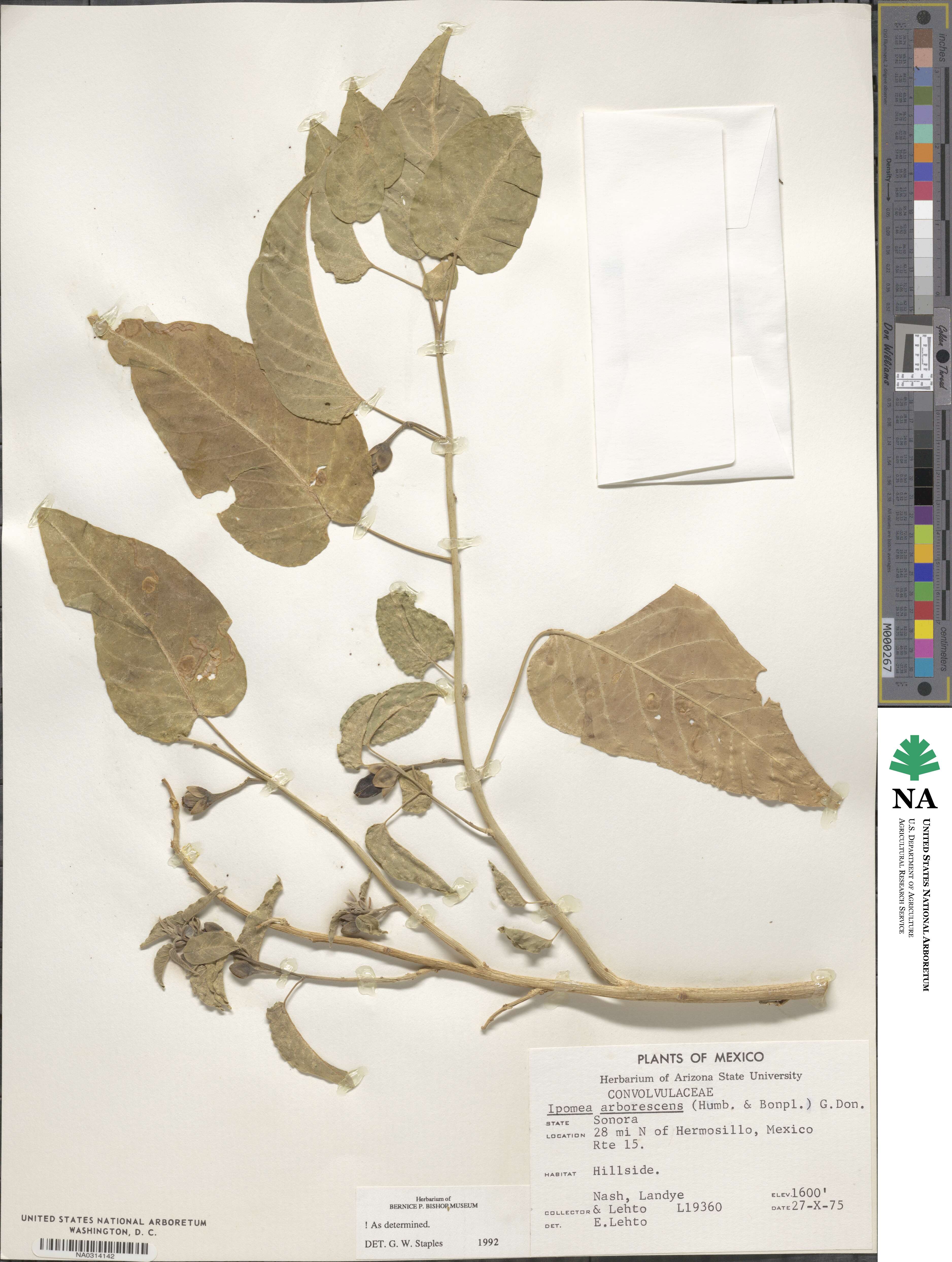 Ipomoea arborescens image