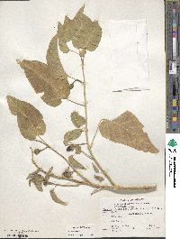 Ipomoea arborescens image