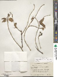 Ipomoea arborescens image