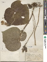 Ipomoea ampullacea image