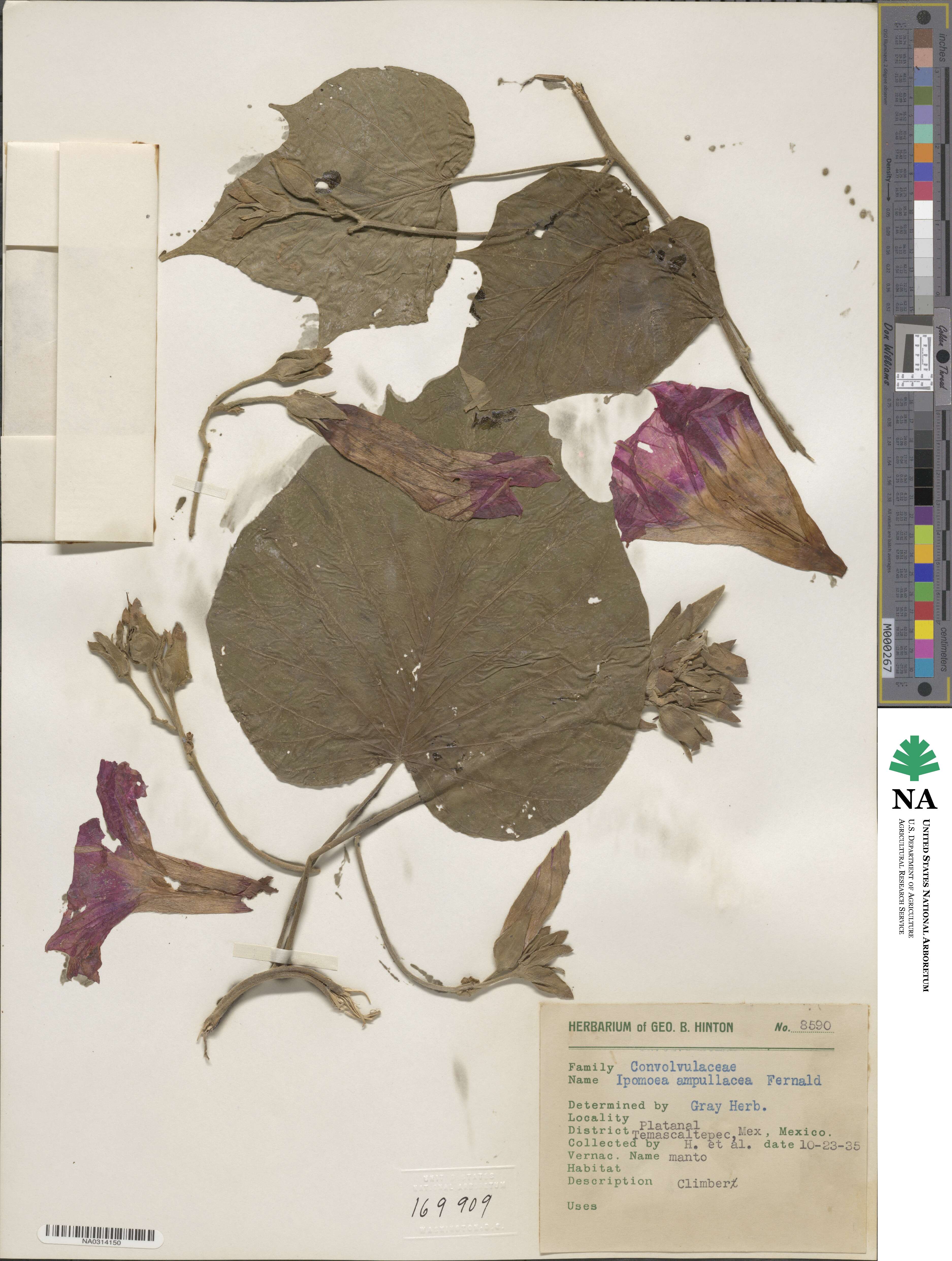 Ipomoea ampullacea image