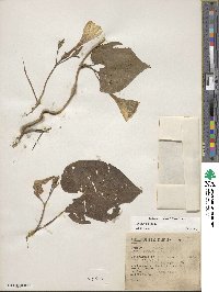 Ipomoea alba image