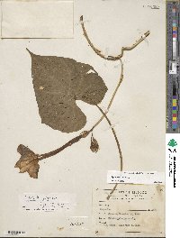 Ipomoea alba image