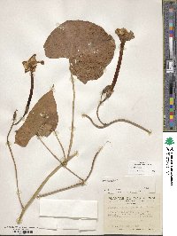 Ipomoea alba image