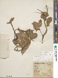 Ipomoea alba image