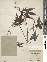 Ipomoea neei image