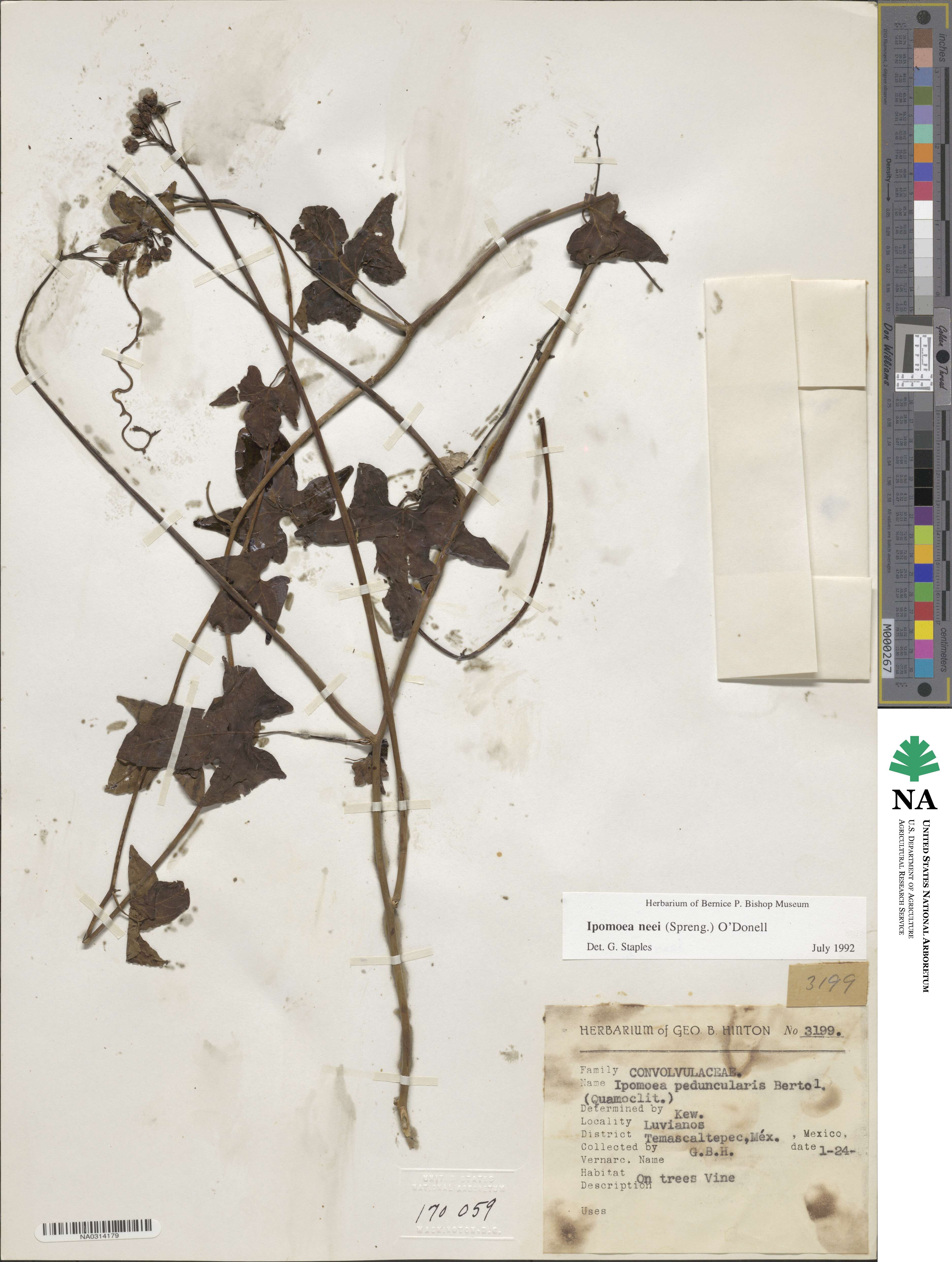 Ipomoea neei image