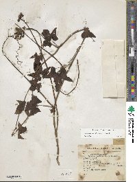 Ipomoea neei image