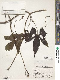 Ipomoea neei image