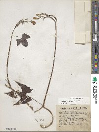 Ipomoea neei image