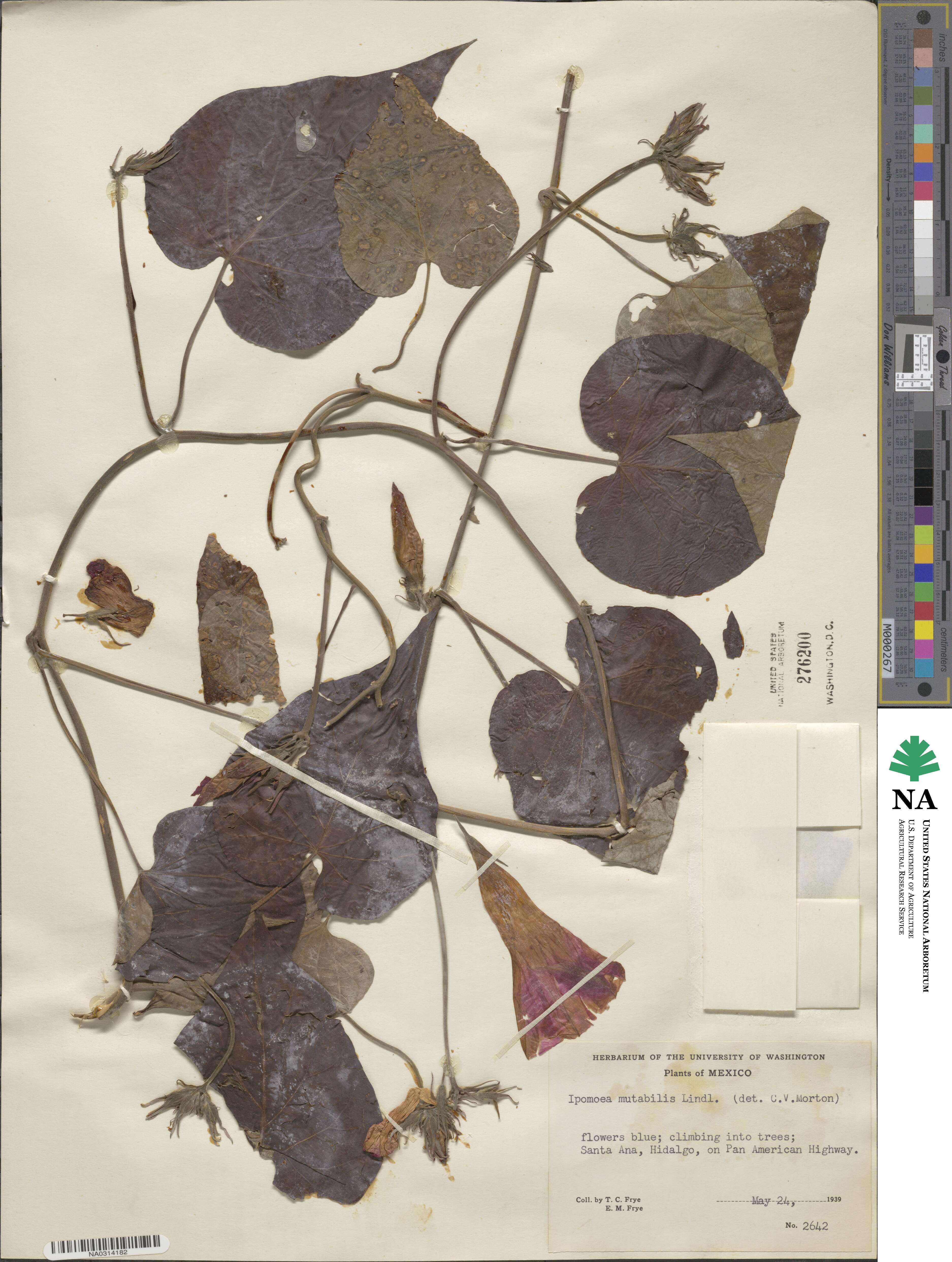 Ipomoea indica image