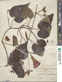 Ipomoea indica image