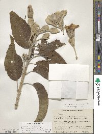 Ipomoea murucoides image