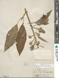 Ipomoea murucoides image