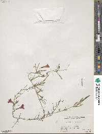 Ipomoea muricata image