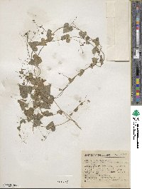 Ipomoea minutiflora image