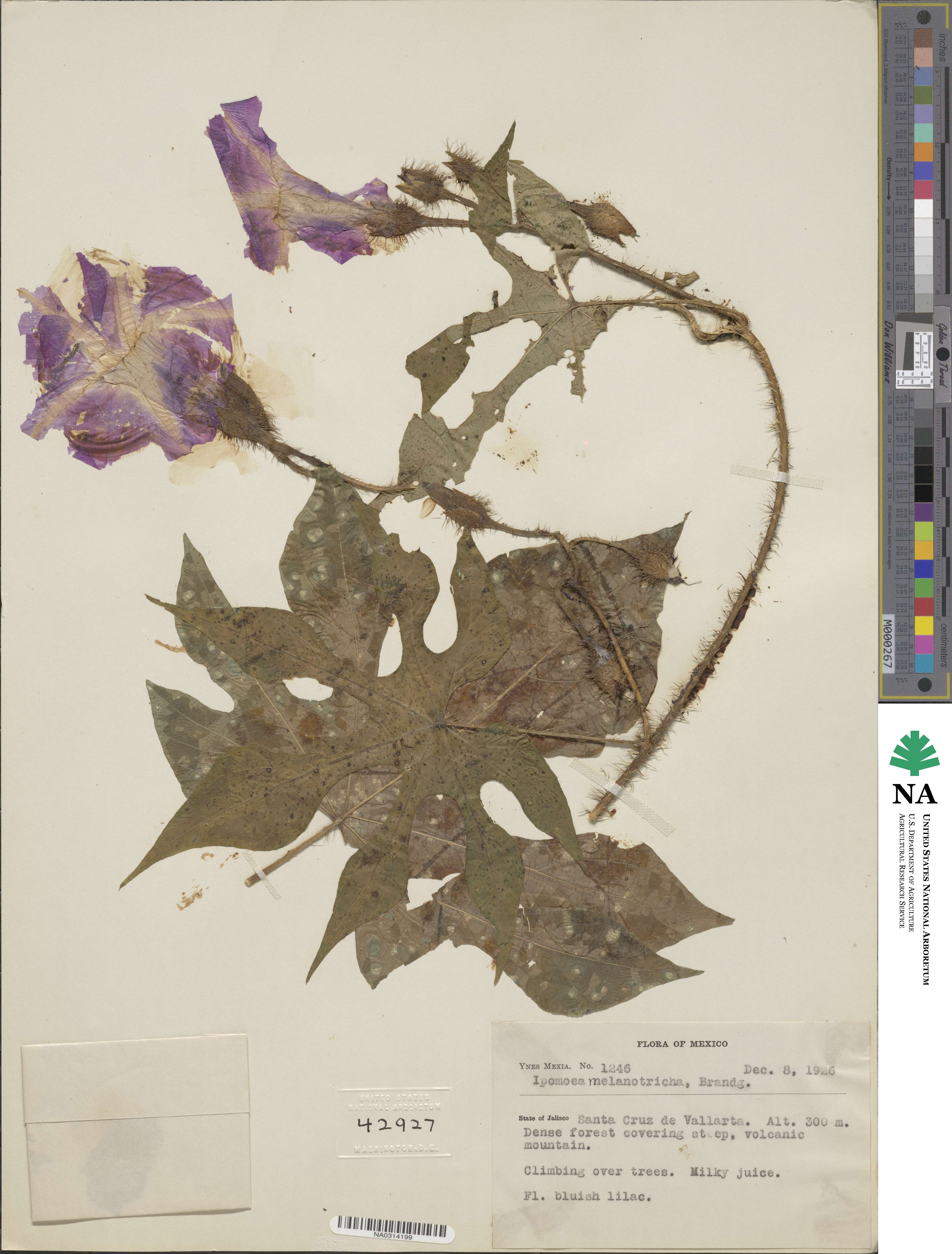 Ipomoea setosa subsp. melanotricha image