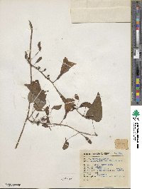 Ipomoea lindenii image