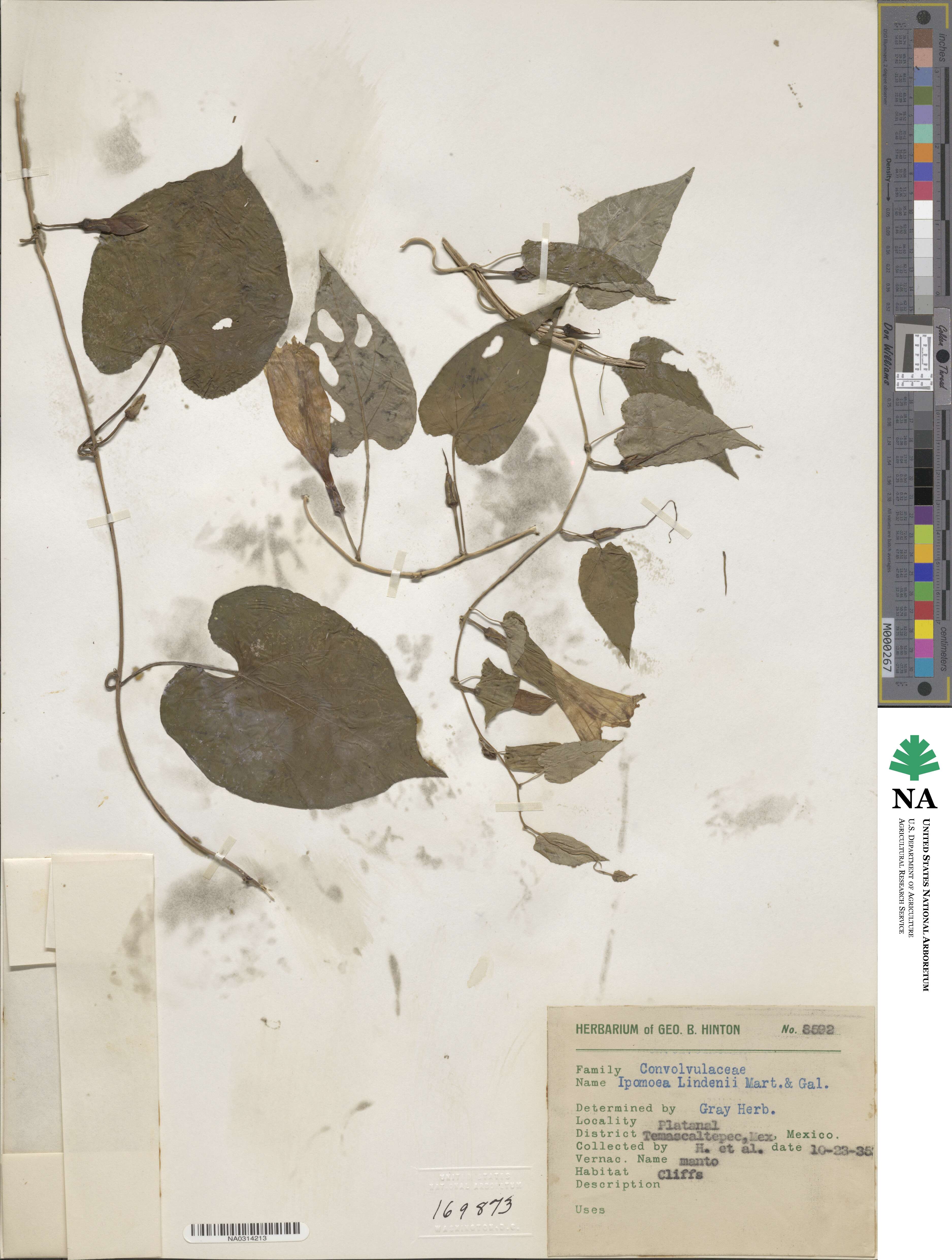 Ipomoea lindenii image
