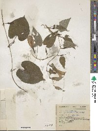 Ipomoea lindenii image