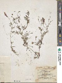 Ipomoea ternifolia subsp. leptotoma image