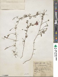 Ipomoea ternifolia image