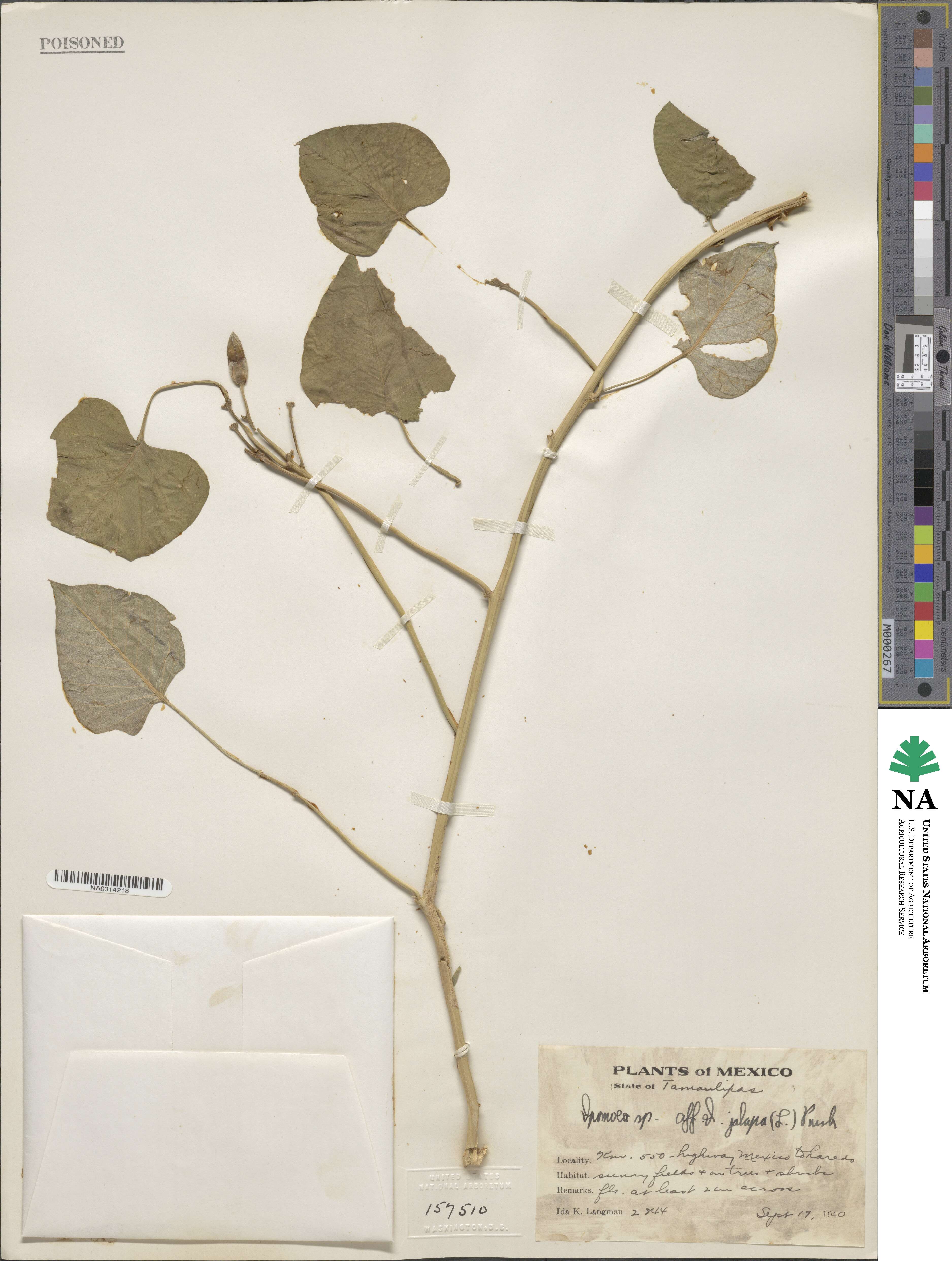 Ipomoea jalapa image