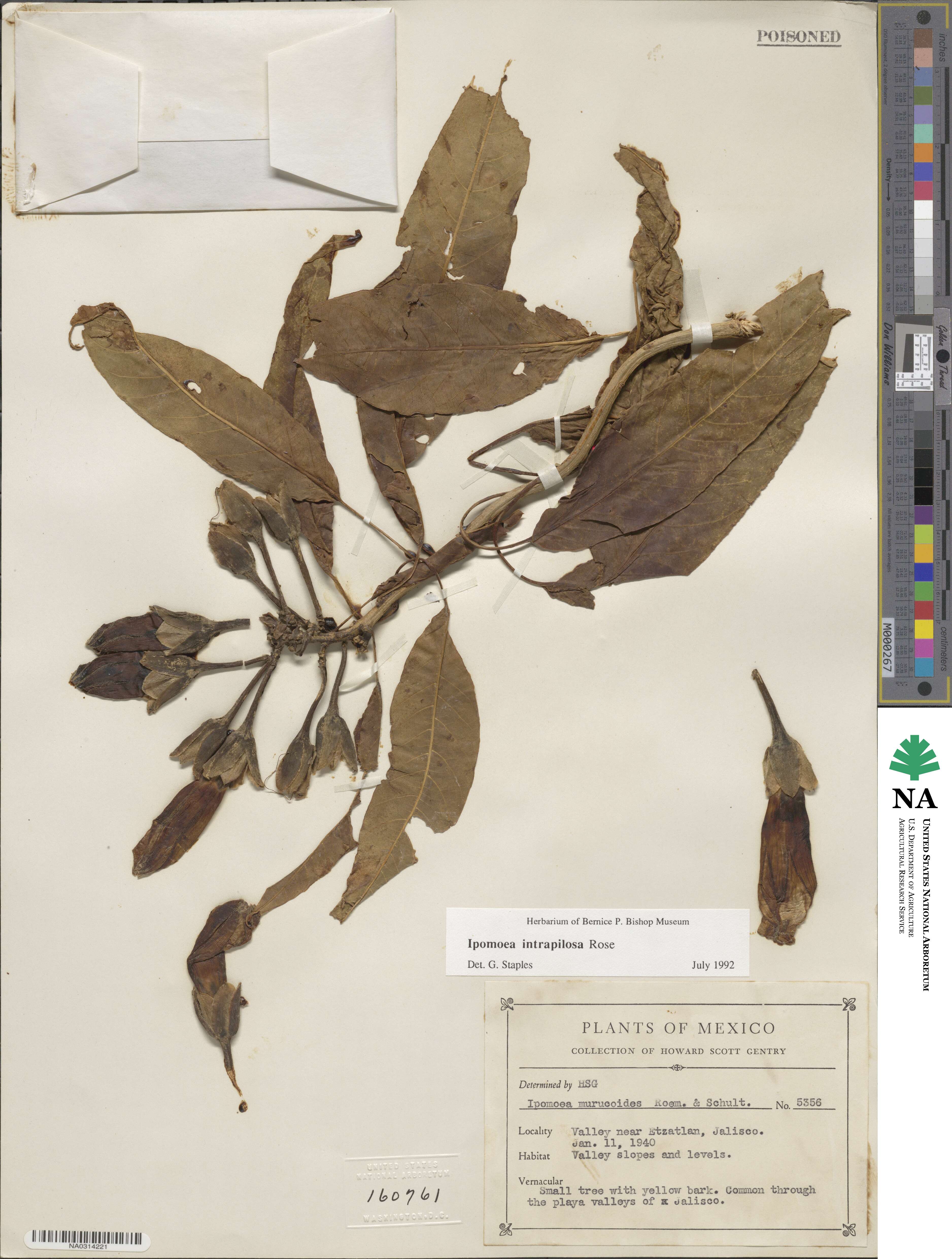 Ipomoea intrapilosa image