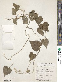 Ipomoea indica image