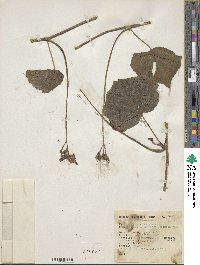 Ipomoea parasitica image