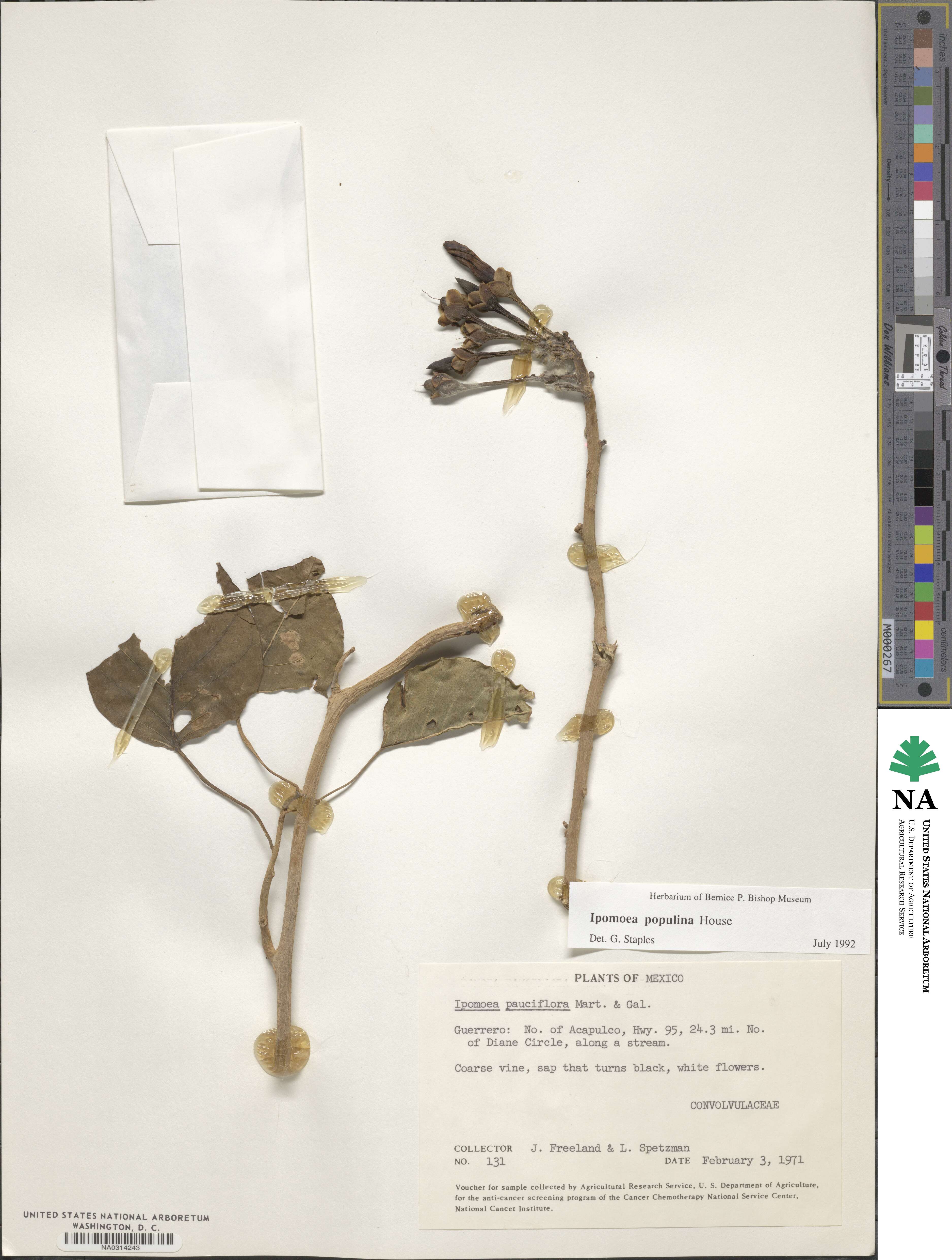 Ipomoea populina image