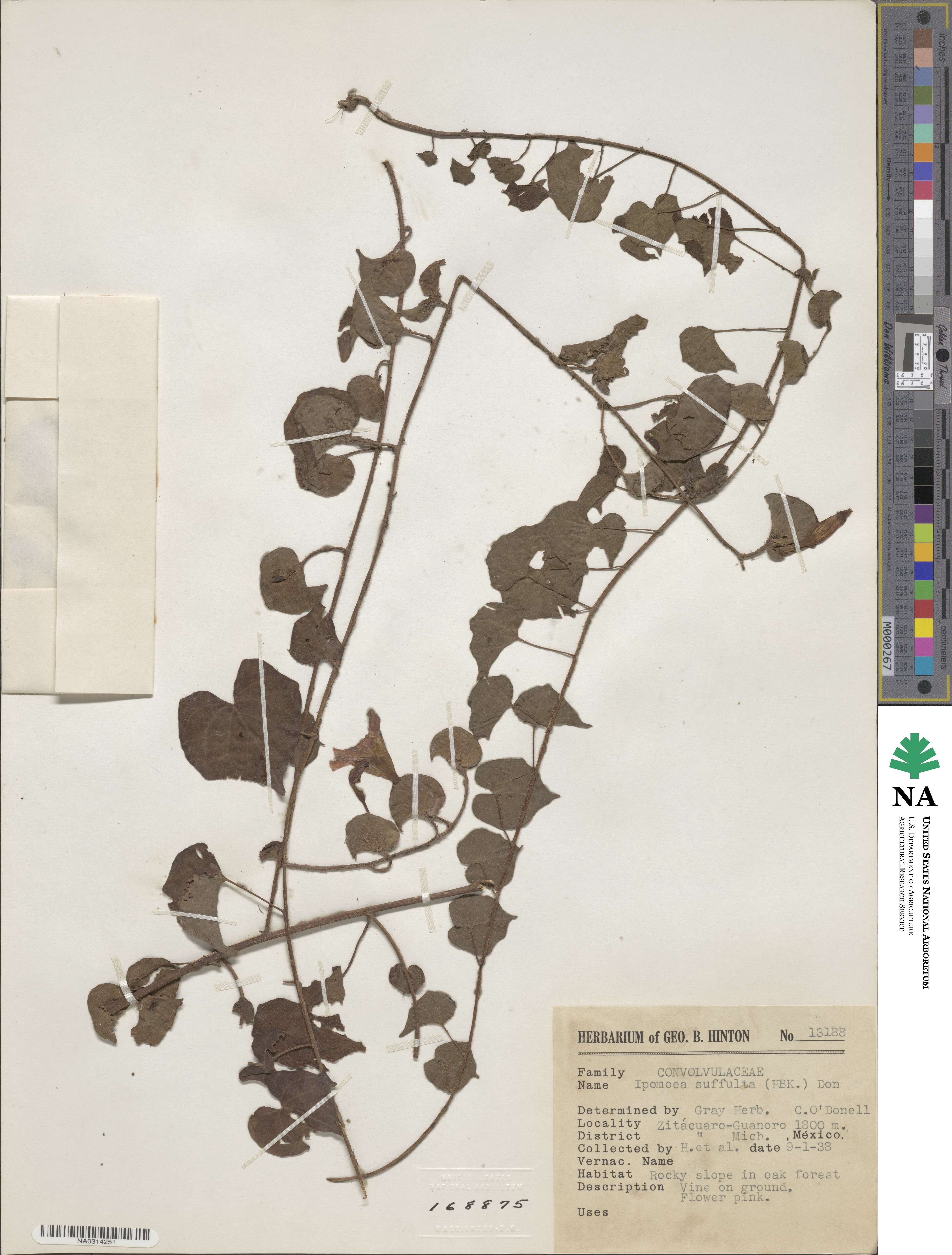Ipomoea suffulta image