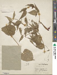 Ipomoea squamosa image