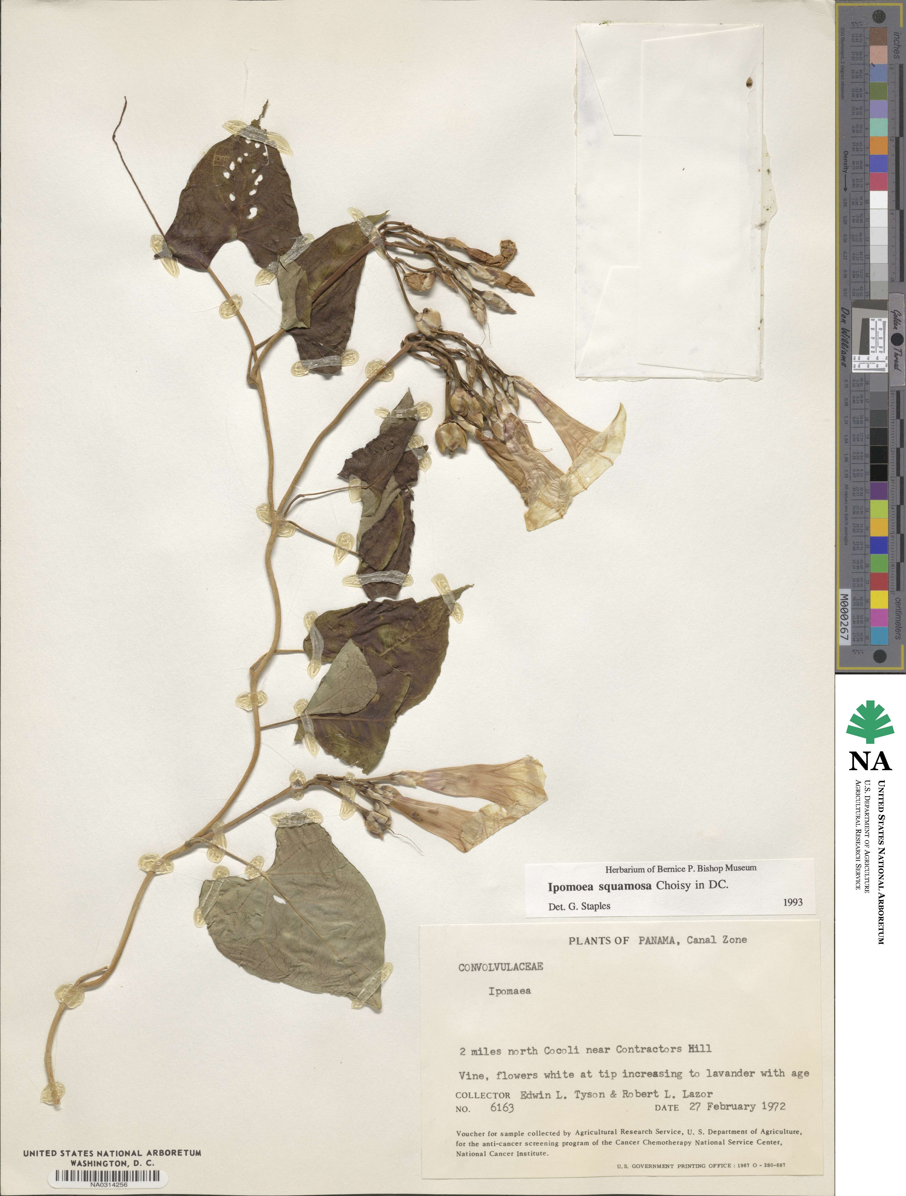 Ipomoea squamosa image