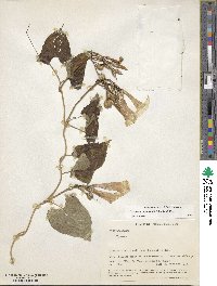 Ipomoea squamosa image