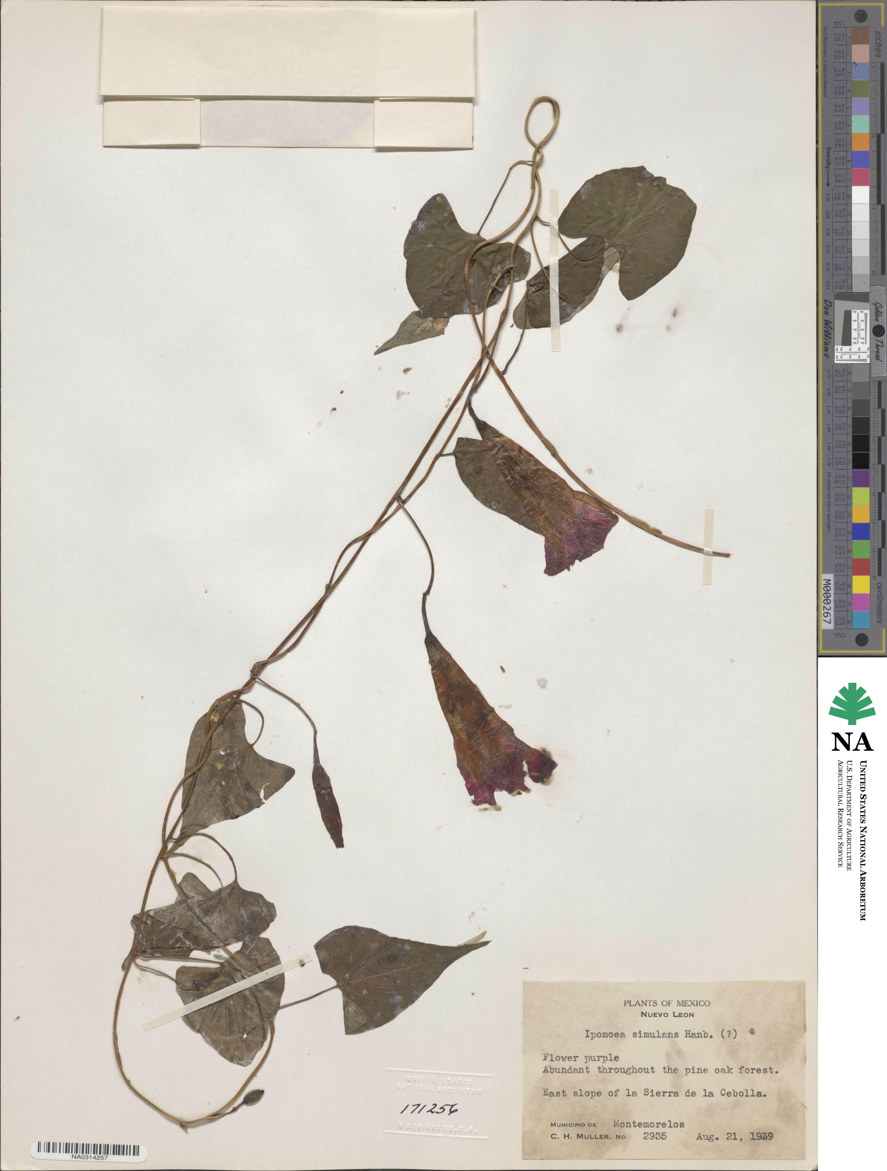 Ipomoea simulans image