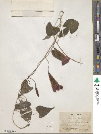 Ipomoea simulans image