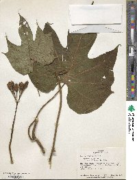 Ipomoea setosa image