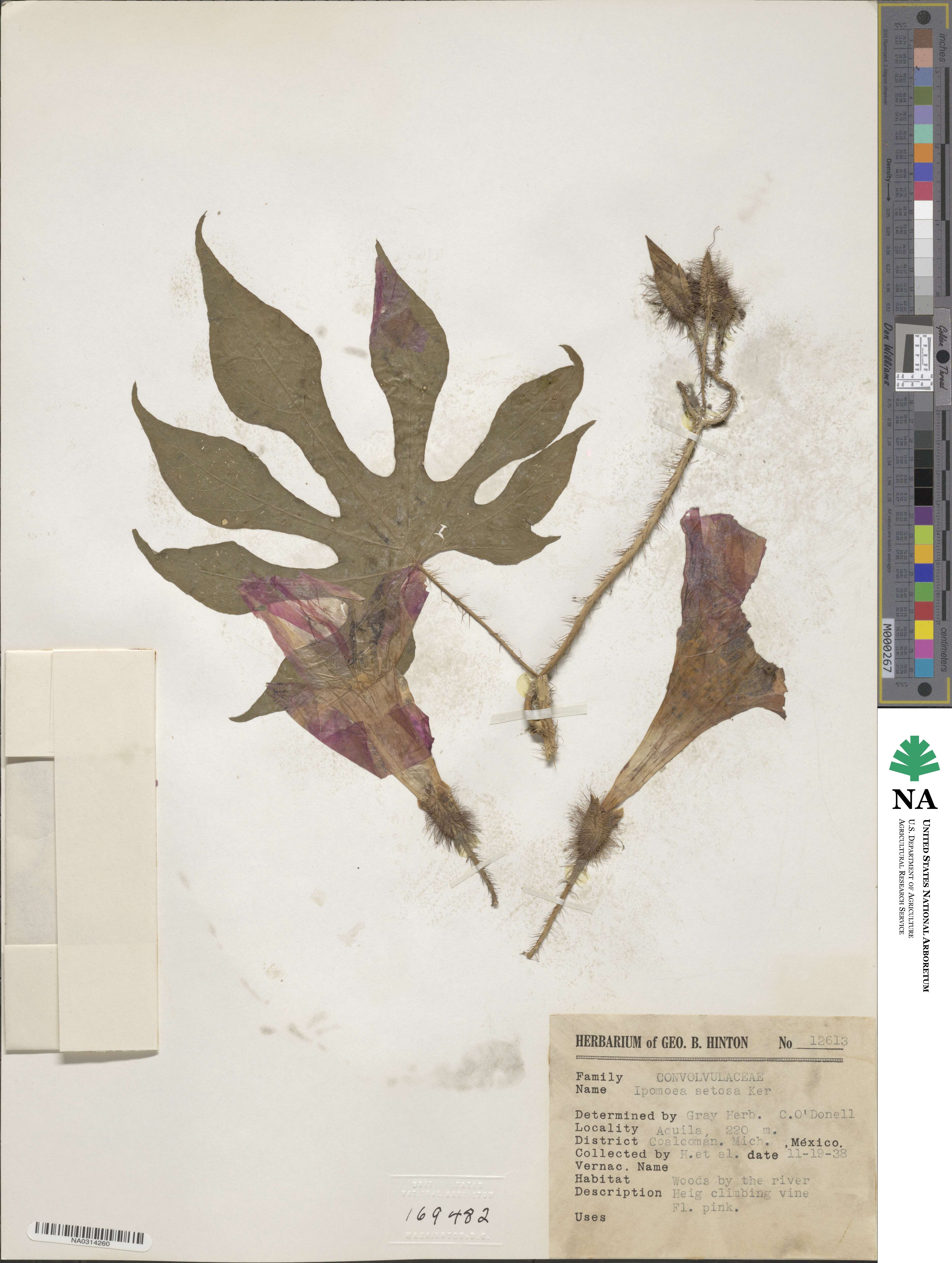 Ipomoea setosa image