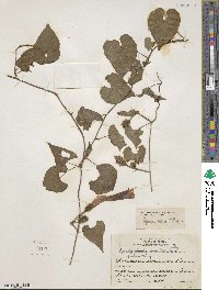 Ipomoea crinicalyx image