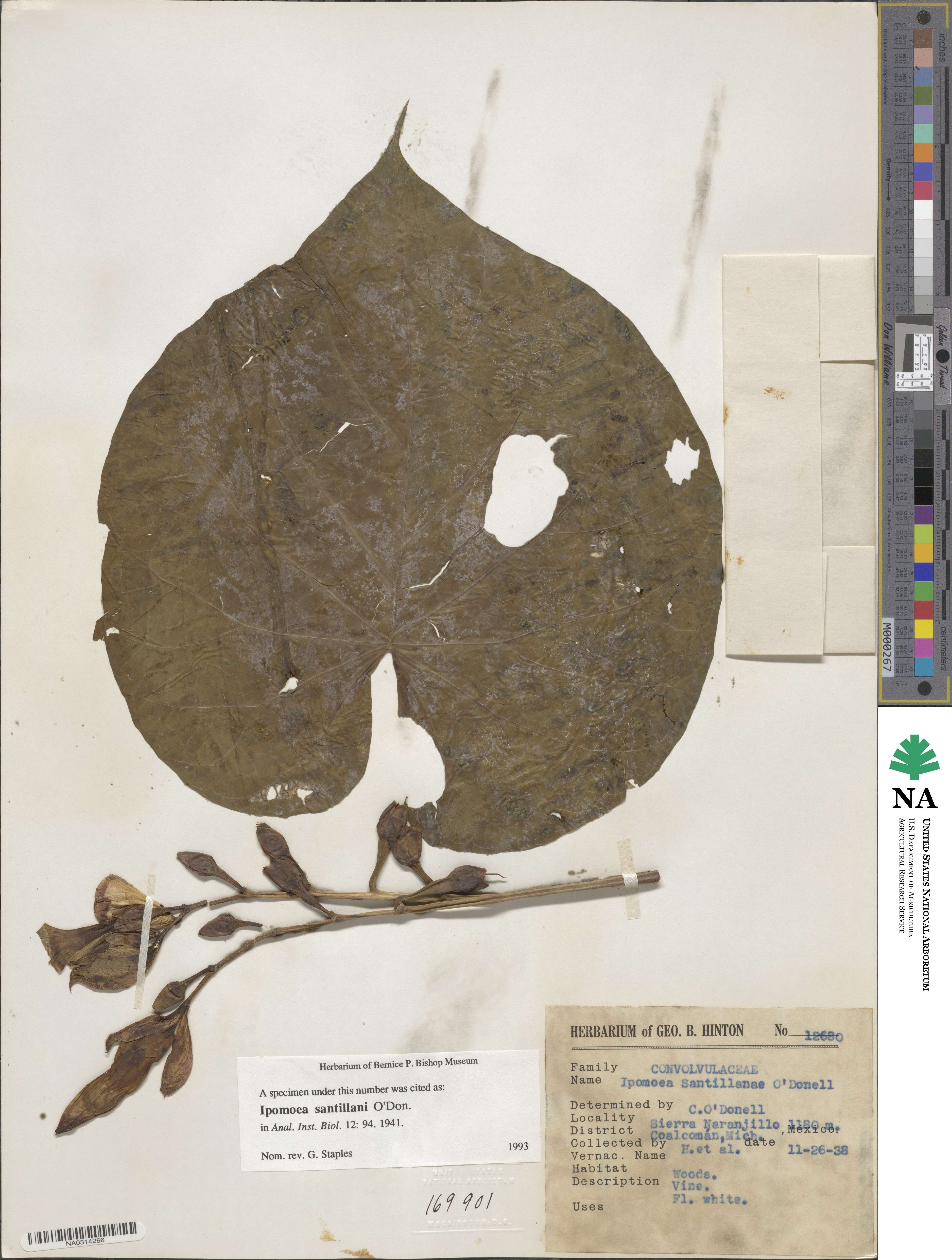 Ipomoea santillanii image