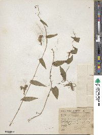 Ipomoea puncticulata image