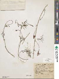 Ipomoea quamoclit image