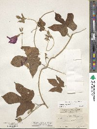 Ipomoea purpurea image