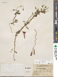 Ipomoea purpurea image